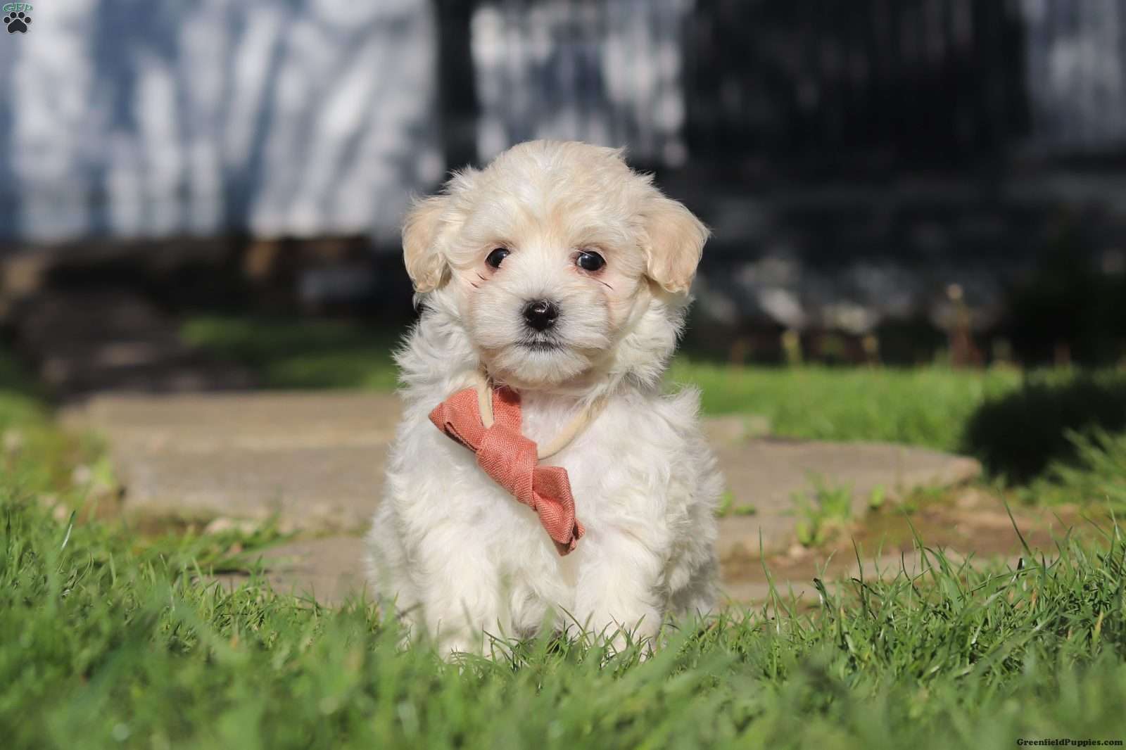 maripooh　1001 Elliot - Maltipoo Puppy For Sale in Ohio